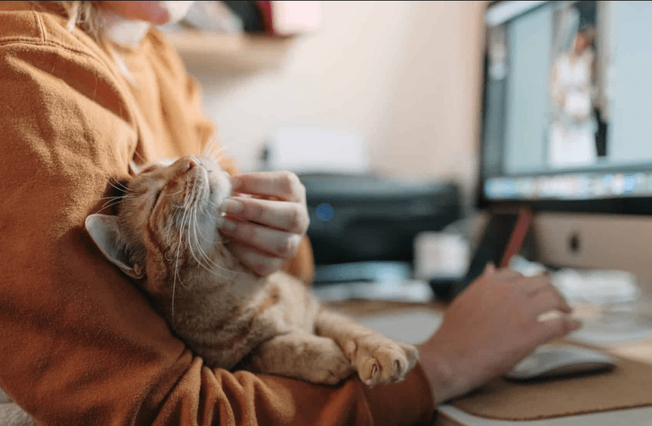 Inilah Manfaat Memelihara Kucing bagi Kesehatan Mental Pemiliknya Inilah Manfaat Memelihara Kucing bagi Kesehatan Mental Pemiliknya