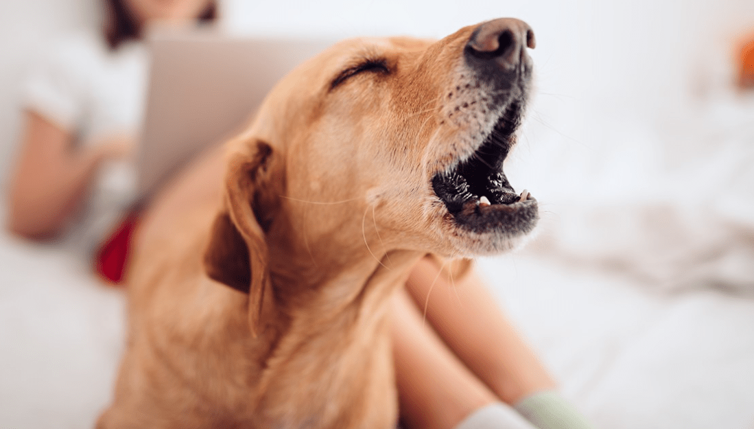 Mengapa Anjing Anda Menggonggong Terus-Menerus? Penyebab dan Cara Mengatasinya Mengapa Anjing Anda Menggonggong Terus-Menerus? Penyebab dan Cara Mengatasinya