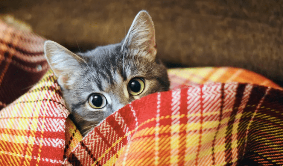 Mengapa Kucing Anda Suka Bersembunyi? Alasan dan Solusinya Mengapa Kucing Anda Suka Bersembunyi? Alasan dan Solusinya