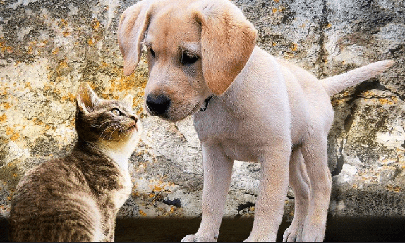 Mengapa Kucing dan Anjing Menjadi Teman Baik di Rumah