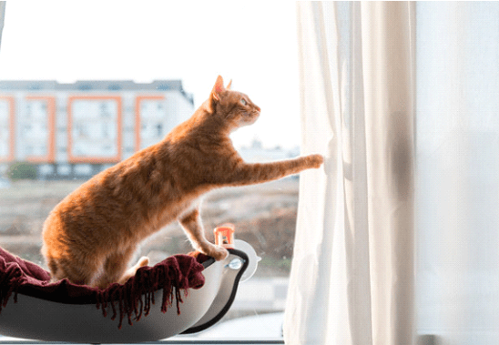 Mengatasi Kucing yang Suka Memanjat Tirai Jendela Rumah Anda Mengatasi Kucing yang Suka Memanjat Tirai Jendela Rumah Anda