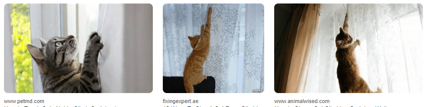 Mengatasi Kucing yang Suka Memanjat Tirai Jendela Rumah