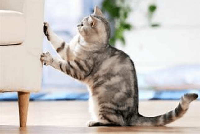 Mengatasi Masalah Perilaku Jelek pada Kucing Mengatasi Masalah Perilaku Jelek pada Kucing