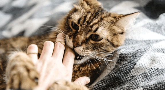 Mengatasi Masalah Perilaku Jelek pada Kucing