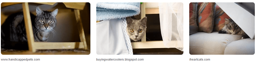 Penyebab Mengapa Kucing Anda Suka Bersembunyi