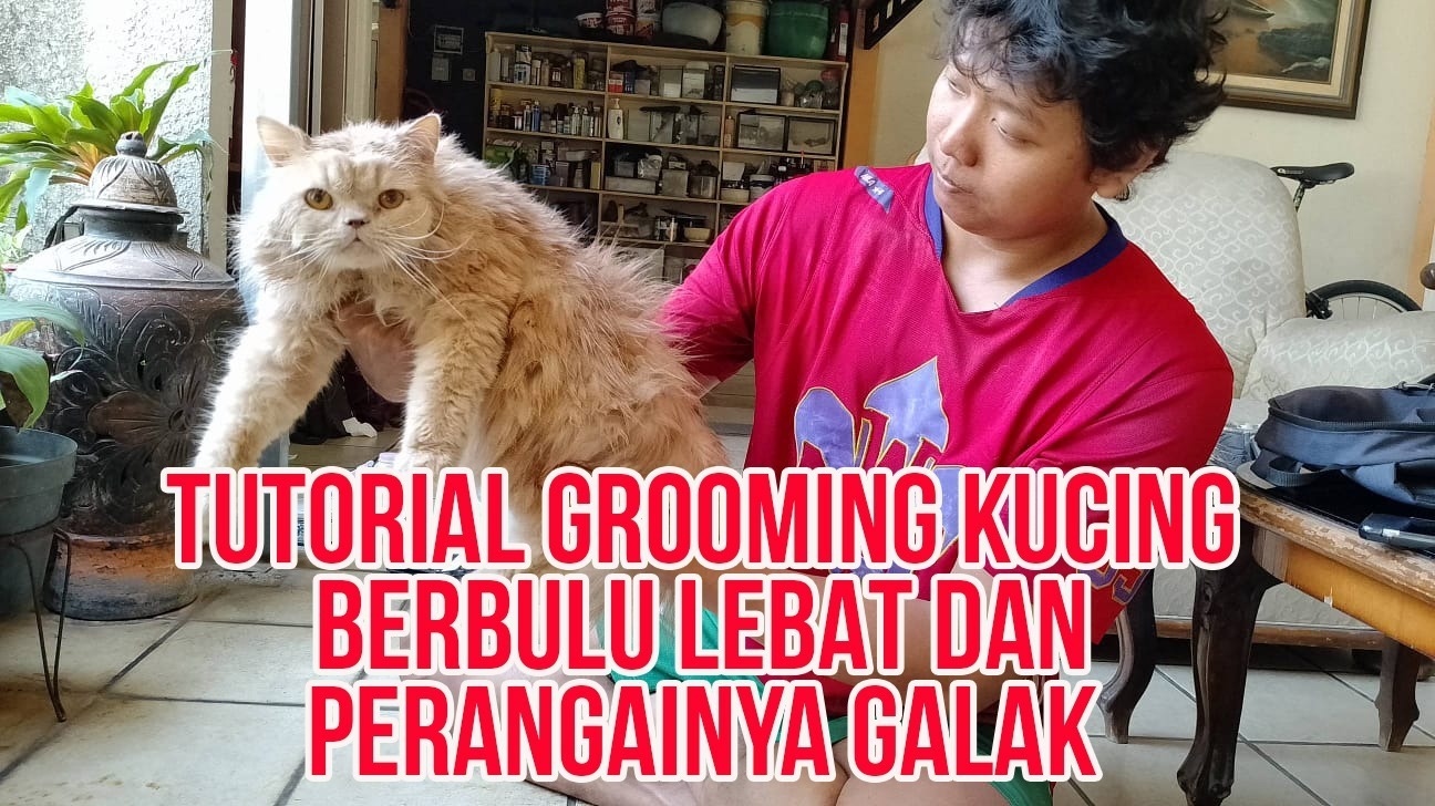 Inilah Cara Grooming Kucing Bulu Panjang, Lebat dan Galak, Langkah demi Langkah Inilah Cara Grooming Kucing Bulu Panjang, Lebat dan Galak, Langkah demi Langkah