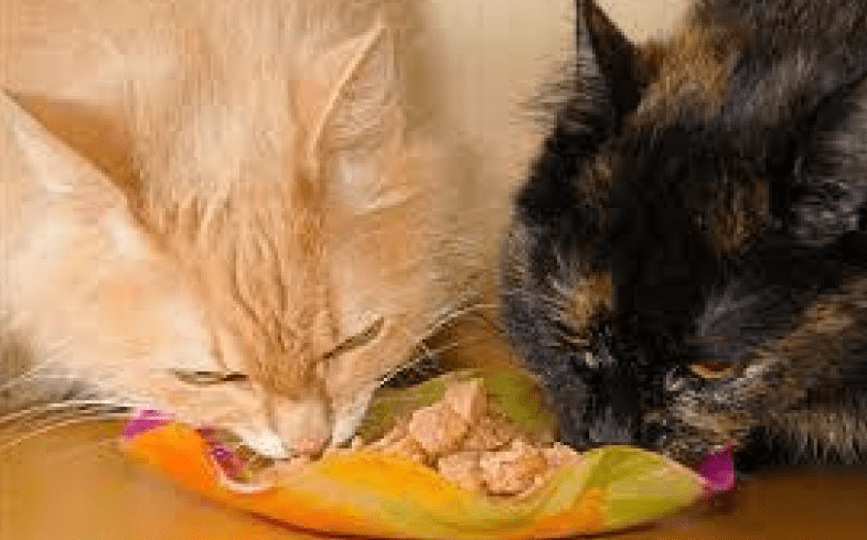 Apa berbahaya bila kucing makan tahu (faunafella.com)