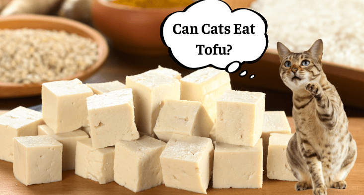 Apakah Kucing Boleh Makan Tahu?