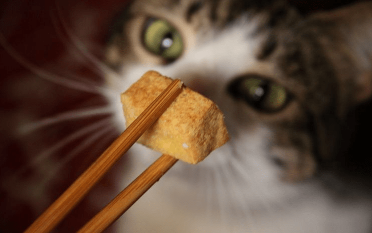 Apakah Kucing Boleh Makan Tahu (pinterest.com)