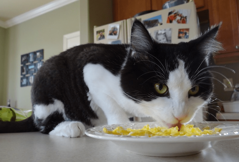 Apakah Kucing Boleh Makan Telur Goreng (caredicat.com)