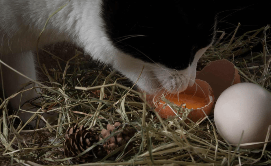 Apakah Kucing Boleh Makan Telur Mentah (alphapaw.com)