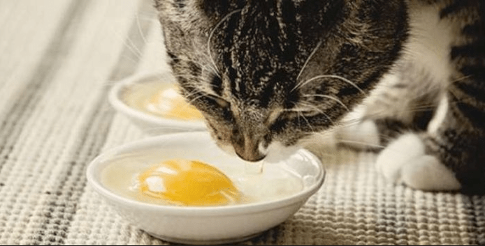 Apakah Kucing Boleh Makan Telur Mentah? Apakah Kucing Boleh Makan Telur Mentah?