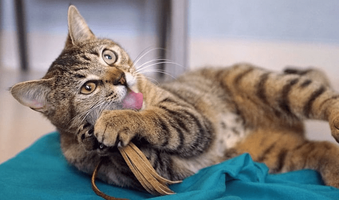Bagaimana cara menghitung umur kucing (fveap.org)