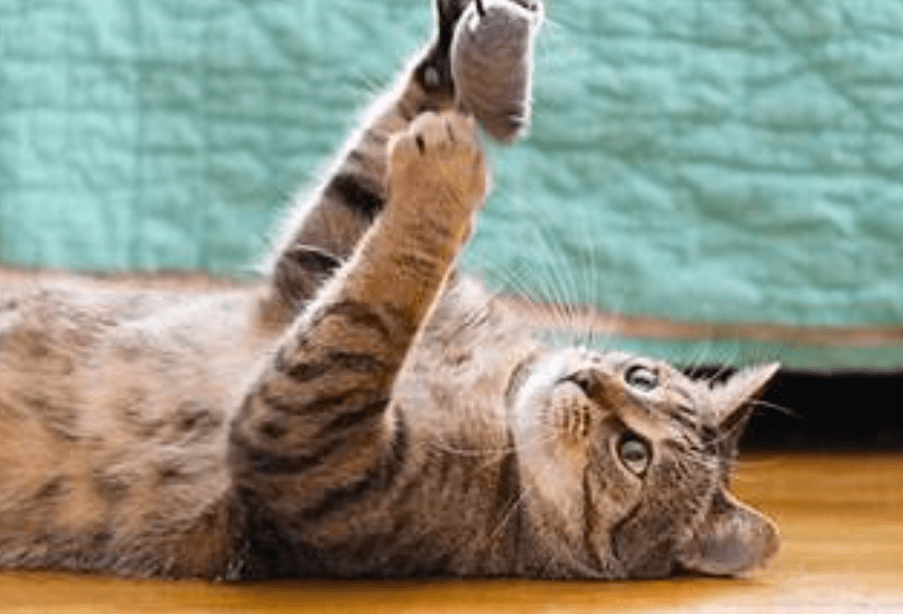 Bagaimana cara merawat kucing tua agar tetap sehat dan bahagia (chewy.com)