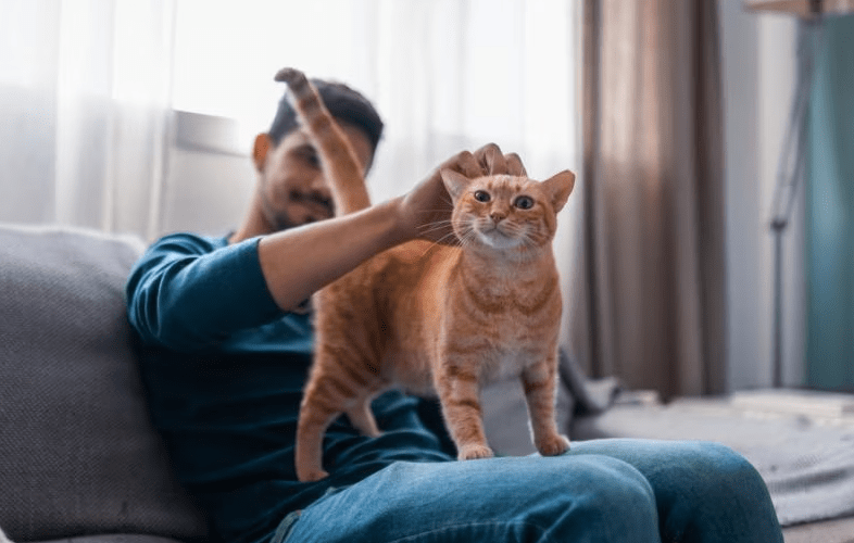 Berapa Lama Kucing Bisa Hidup(petmd.com)
