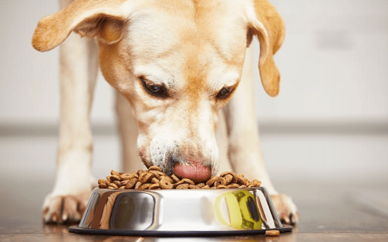 Cara Mengatasi Anjing yang Sulit Menerima Transisi Makanan (frontiepet.com)