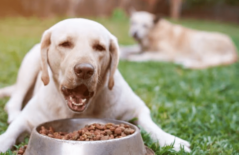 Cara Mengenali Anjing yang Mengalami Masalah Pencernaan