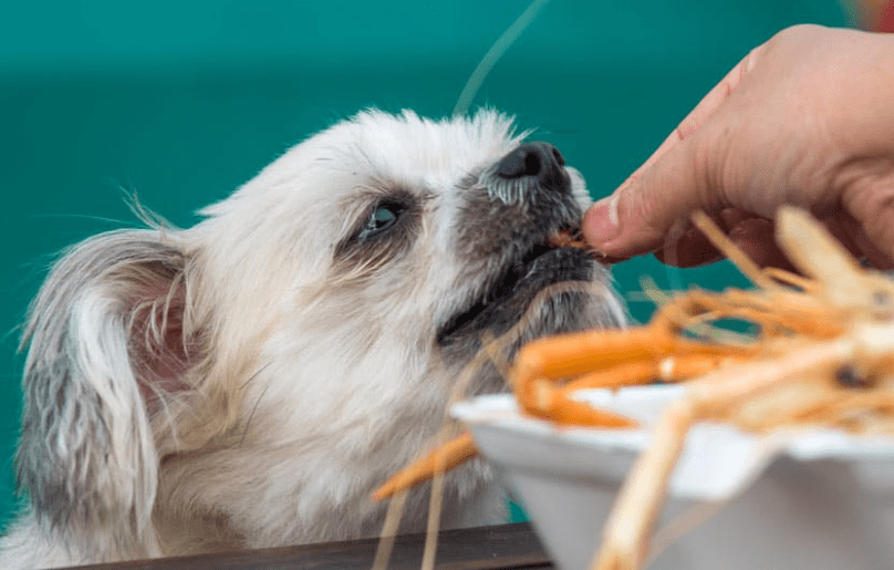 Cara Mengatasi Anjing yang Sulit Menerima Transisi Makanan (wagwalking.com)