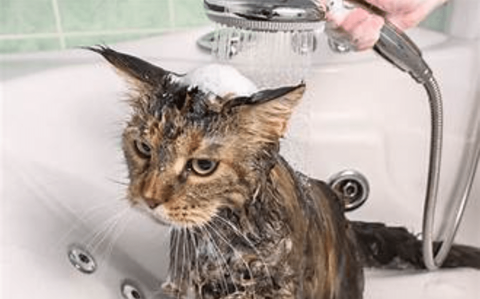 Cara Mengatasi Kucing Takut Air- Tips Mandi yang Menyenangkan untuk Kucing Anda (naturenoon.com)
