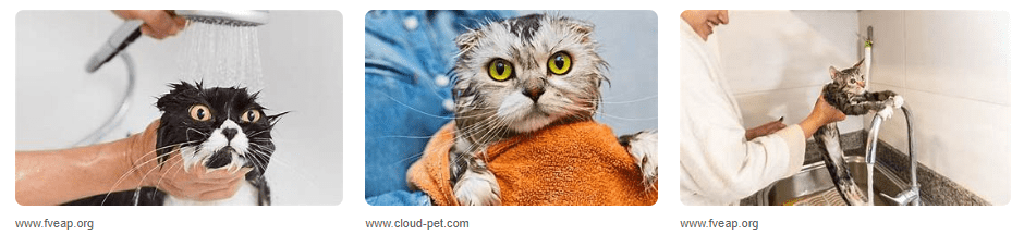Cara Mengatasi Kucing Takut Air saat dimandikan