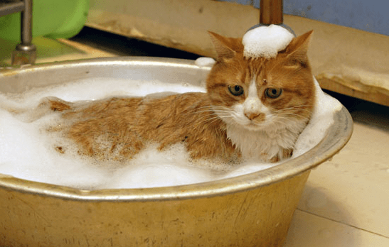 Cara Mengatasi Kucing Takut Air (stepbystep.com)