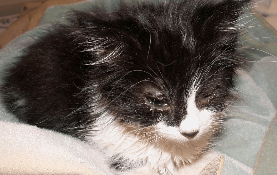 Cara Mengatasi Masalah Kesehatan Mata pada Kucing dengan Cepat (cat-world.com)