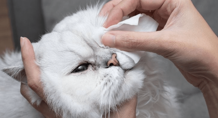 Cara Mengatasi Masalah Kesehatan Mata pada Kucing dengan Cepat (salemvalleyveat.com)