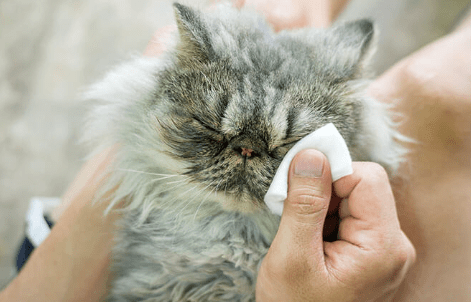 Cara Mengatasi Masalah Kesehatan Mata pada Kucing dengan Cepat (zoetispetcare.com)