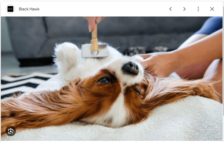 Tips Cara Meningkatkan Kesehatan Kulit dan Bulu Anjing Agar Selalu Bersih dan Mengkilat Tips Cara Meningkatkan Kesehatan Kulit dan Bulu Anjing Agar Selalu Bersih dan Mengkilat