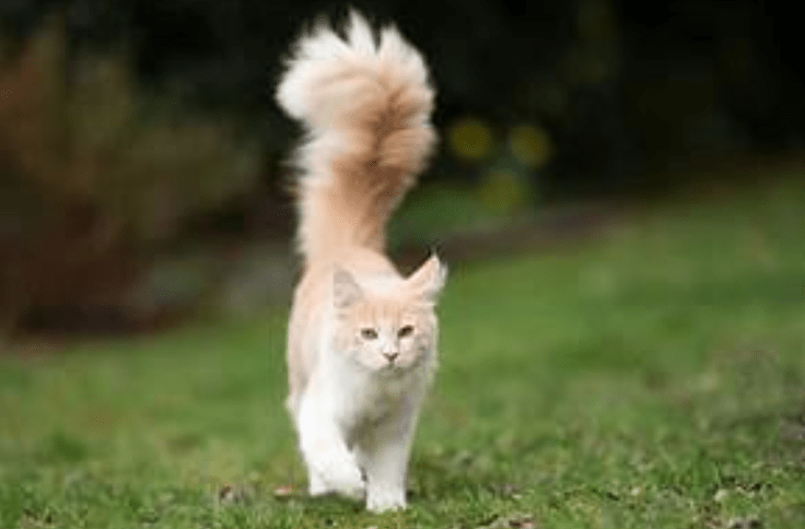 Fungsi Ekor Kucing (catsforkeep.com)