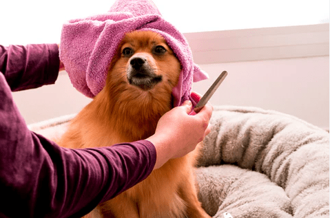Pahami Tips Cara Meningkatkan Kesehatan Kulit dan Bulu Anjing Agar Selalu Bersih dan Mengkilat (PetPlay.com)