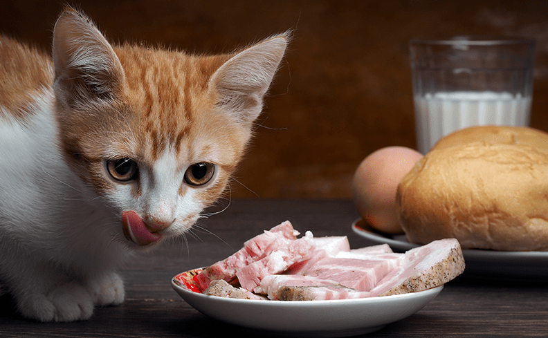Solusi Ampuh Cara Mengatasi Kucing yang Sulit Makan Agar Tetap Sehat (cattybox.com)