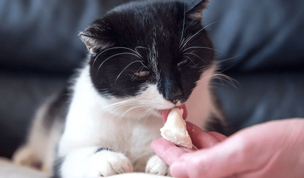 Solusi Ampuh Cara Mengatasi Kucing yang Sulit Makan Agar Tetap Sehat (poultrycaresunday.com)
