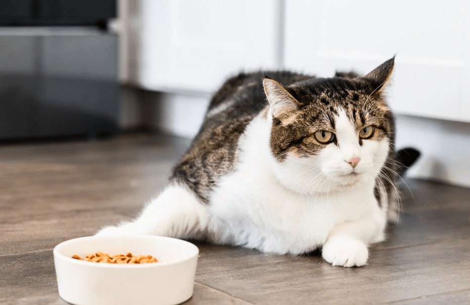 Solusi Ampuh Cara Mengatasi Kucing yang Sulit Makan Agar Tetap Sehat (thesprucepets.com)