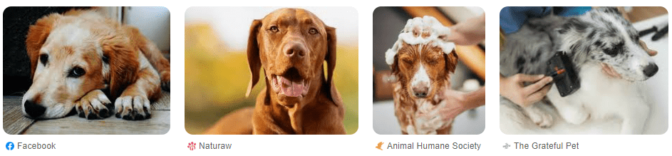 Tips Cara Meningkatkan Kesehatan Kulit dan Bulu Anjing Agar Selalu Bersih dan Mengkilat