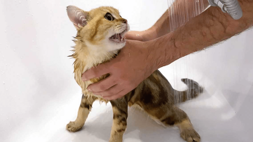 Tips Mandi yang Menyenangkan untuk Kucing Anda (betterpet.com)