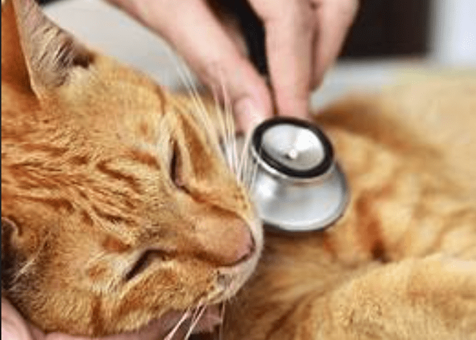 Tips Merawat Bagian-Bagian Tubuh Kucing dan Fungsinya (rspcansw.org.au)