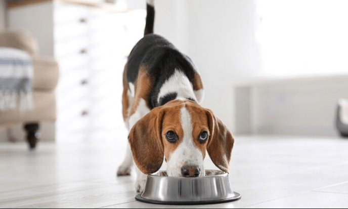 Cara Mengenali Anjing yang Mengalami Masalah Pencernaan (kinfolklife.com)