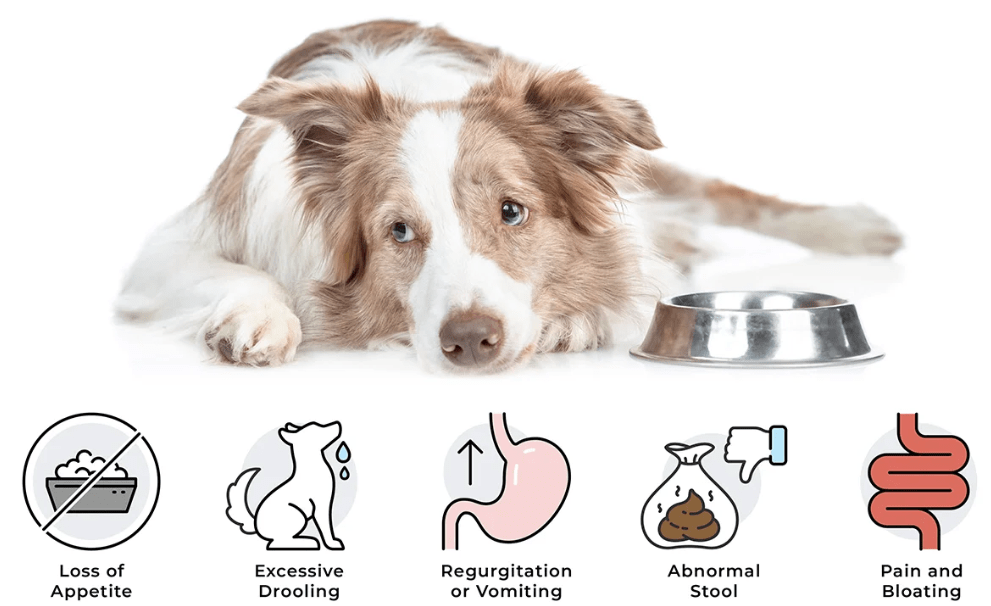 Cara Mengenali Anjing yang Mengalami Masalah Pencernaan (vetmique;abs.com)