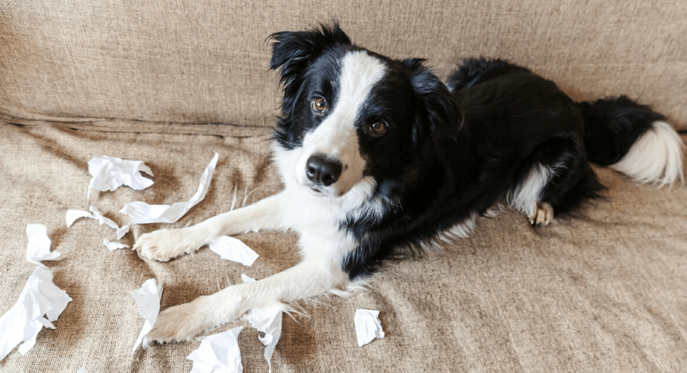 Cara Mengenali Anjing yang Mengalami Stres Kronis (caninecampus.us)