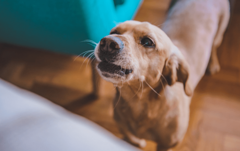 Cara Mengenali Anjing yang Mengalami Stres Kronis (cuddia.com)