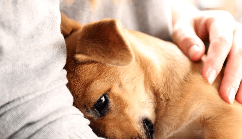 Cara Mengenali Anjing yang Mengalami Stres Kronis (doglopedix.com)