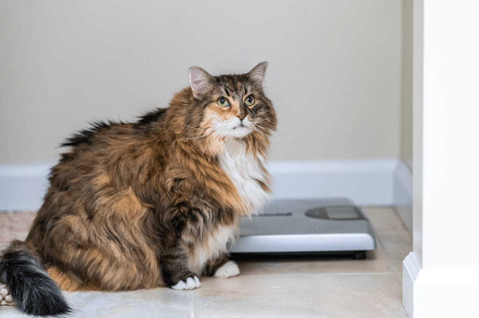 Cara Menjaga Berat Badan Ideal Kucing dengan Kontrol Makanan (animalcarecentersmyna.com)