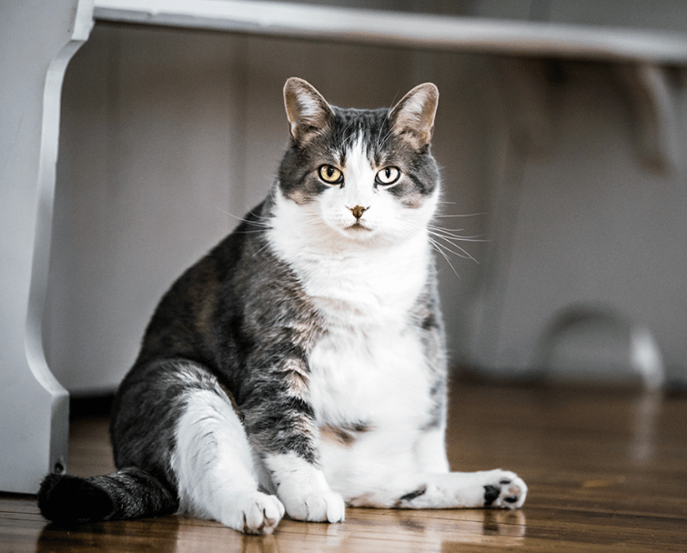 Cara Menjaga Berat Badan Ideal Kucing dengan Kontrol Makanan (gaetpetfoods.com)