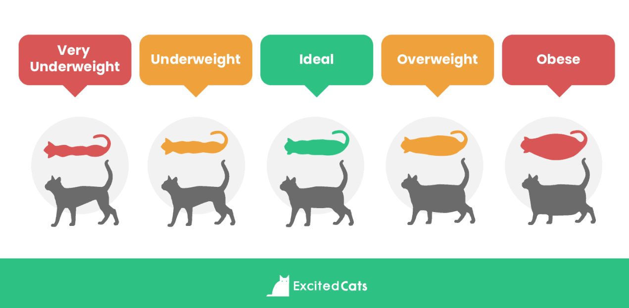 Cara Menjaga Berat Badan Ideal Kucing dengan Kontrol Makanan (tomlinsons.com)