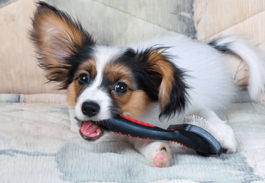 Tips Praktis Menjaga Kebersihan Bulu Hewan Peliharaan (mypetsroutine.com)