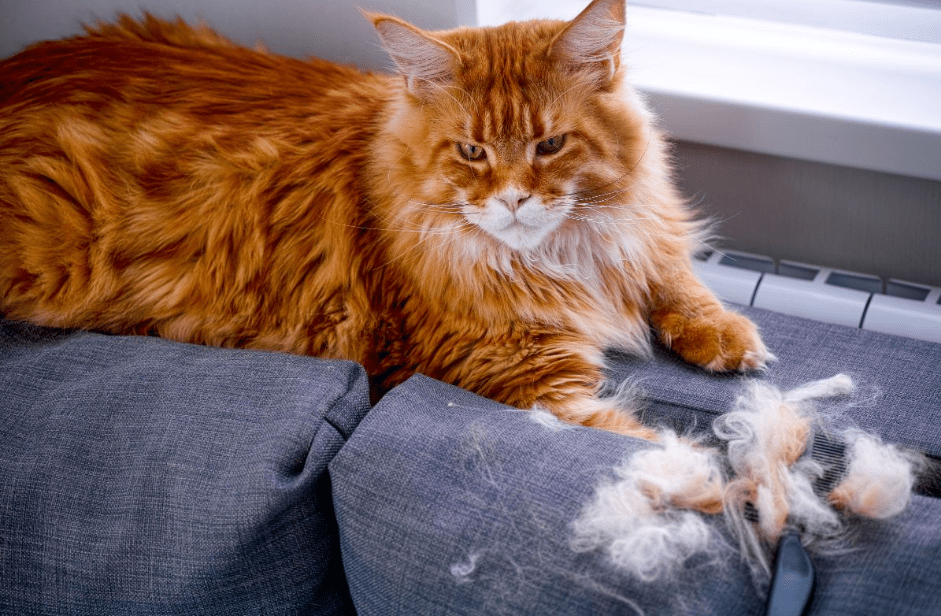 Bulu Kucing Maine Coon yang Rontok di Sekitar Leher (mainecoon.com)