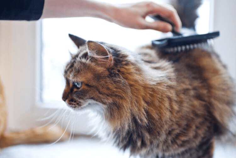 Cara Membersihkan Gumpalan Bulu di Kucing Bulu Tebal Tanpa Menyakitinya