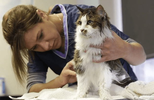Cara Membersihkan Gumpalan Bulu di Kucing Bulu Tebal Tanpa Menyakitinya (purrpetrators.com)