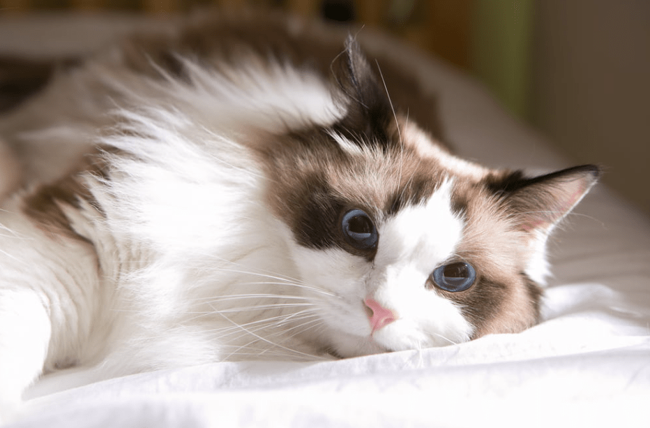 Cara Menghindari Bulu Kucing Ragdoll yang Mudah Kusut Setelah Bermain di Luar
